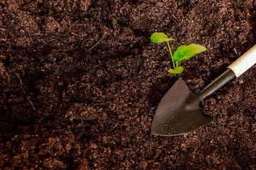 spring training of young plants for the summer period