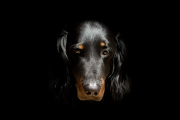 Dachshund dog, long-haired, isolated on black