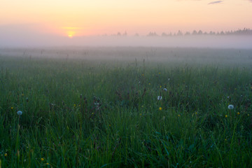Obraz na płótnie Canvas Summer. Evening. A field of grass. Sunset, fog. Left 