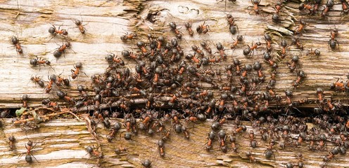 Viele Rote Waldameisen (Formica rufa) wimmeln in und um einen Spalt im Holz herum, Niedersachsen,...