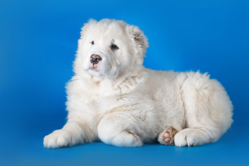 Central asian shepherd dog/Central asian shepherd dog