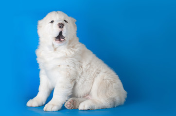 Central asian shepherd dog/Central asian shepherd dog