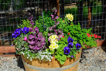 Colorful garden flowers with the pots in the spring