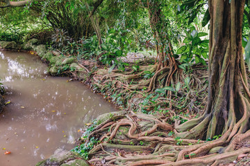 Old Ficus tree with big roots and flowering plants of Dieffenbachia between the roots growing on the banks of the small muddy river in tropical jungle. Botanical photography.