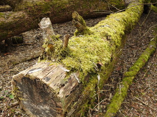 Moos auf Baumstamm (Biotop)