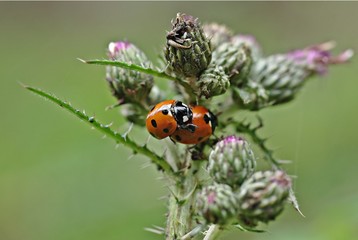 Marienkäfer - Paarung - Distel - Natur