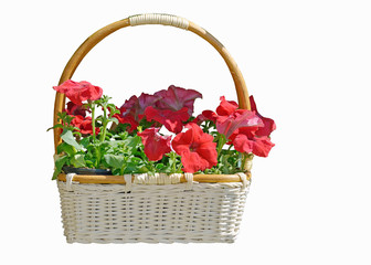 Fototapeta na wymiar Basket with beautiful flowers.
