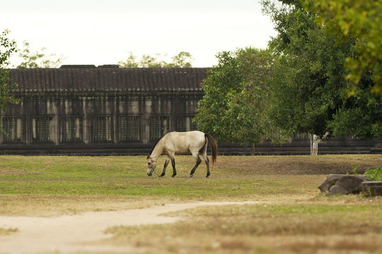 White horse inside Ancient Cambodian temple Angkor Wat 