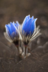Blossoming beautiful pasque flowers. Spring background.	