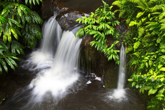 Jungle lush foliage and Falls in Akaka Falls Park on the Big Island, Hawaii