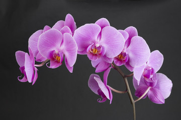 Fototapeta na wymiar Pink Orchids