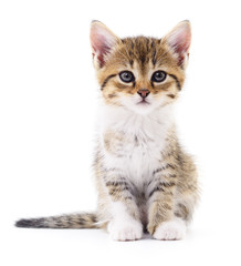 Kitten on white background.