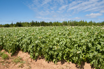 Fototapeta na wymiar Potato Plantation - Prince Edward Island - Canada