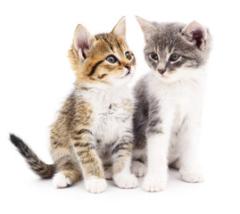Fototapeta na wymiar Two small kittens