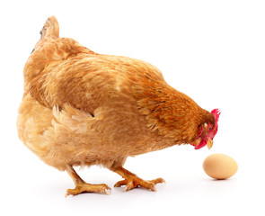 Hen and Egg