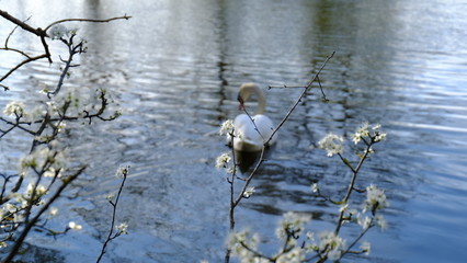 White Swan