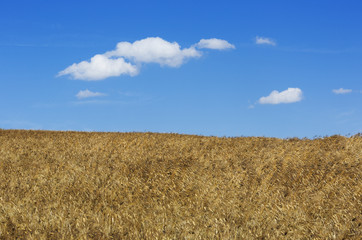Fototapeta premium Wheat field, Tuscany, Italy