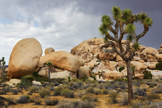 Rock Formation, Joshua Tree National Park, California