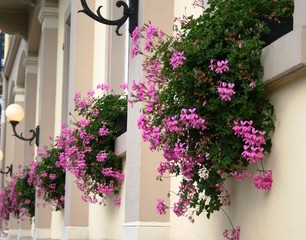 Balkonblumen blühen Körbe Fenster Pink