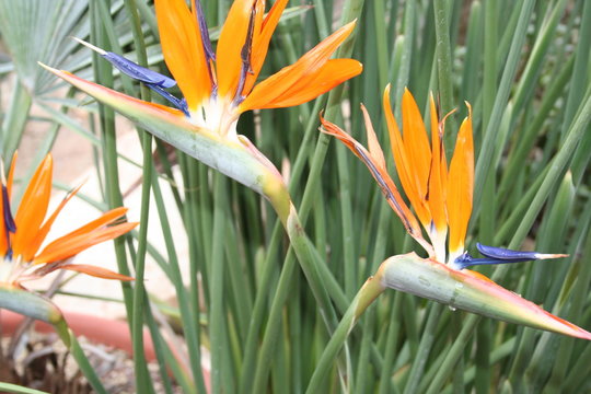 Drachenblume orange natur