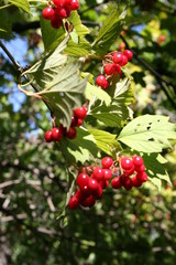 Obraz premium Rote Beeren am Baum