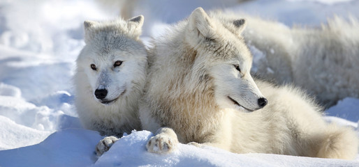 Fototapeta premium loup blanc au repos