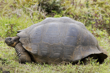 Galapagos giant tortoise (Chelonoidis porteri), Highlands, Santa Cruz, Galapagos Islands