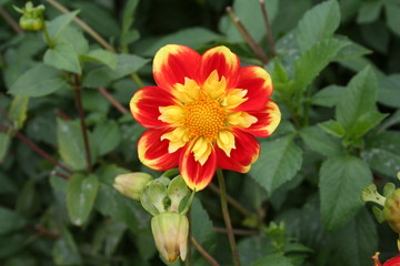 Gelb Rote Blume blüht