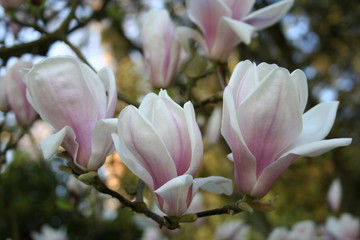 Fototapeta na wymiar Weiße Magnolie blühen