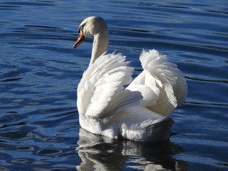 Schwan posiert und dreht Kopf
