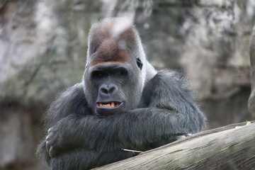 Naklejka premium Gorilla. Adult dominant male gorilla is looking at the camera