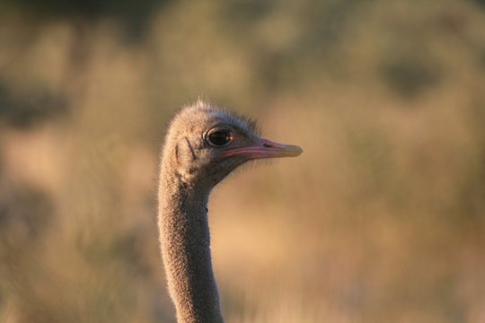 African ostrich in profile