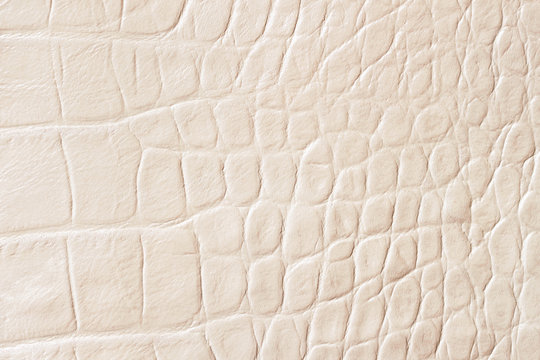 Cream scales macro exotic background, embossed under the skin of a reptile, crocodile. Texture genuine leather close-up, fashion trend
