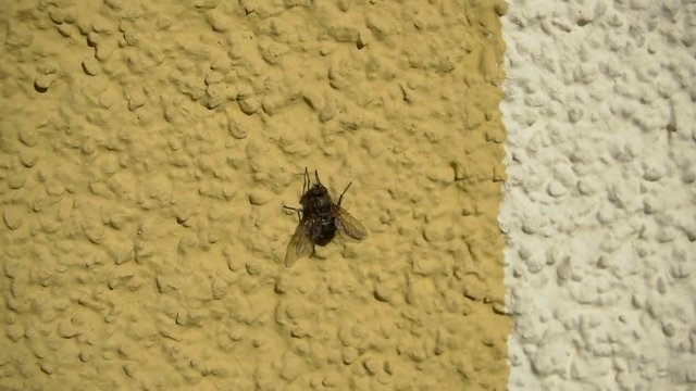 one flies on a yellow facade of the house