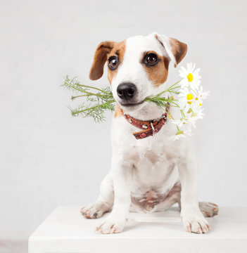 Dog with a bouquet of flowers in a teeth