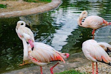 Pink Flamingos or Greater Flamingos preening its feathers, Kuala Lumpur Bird park, Malaysia