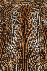 background of real fur of leopard