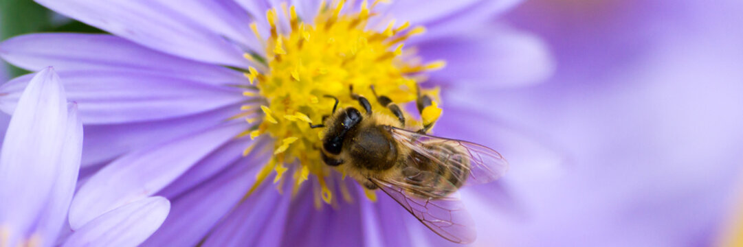 Tr&auml;nendes Herz - Dicentra spectabilis - Banner
