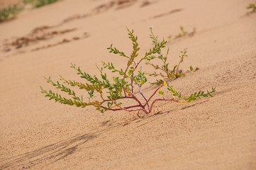 plant on the sand
