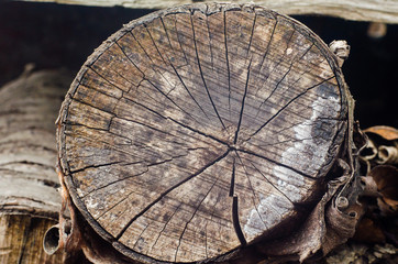 Old tree stump background,weathered wood texture with the cross section of a cut log