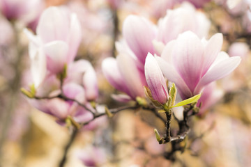 The beginning of spring. A beautiful blooming magnolia. Bud in selective focus