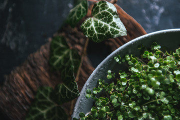 Microgreen in a gray dish on a wooden rustic background