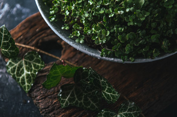 Microgreen in a gray dish on a wooden rustic background