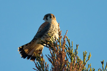 Male kestrel in the wild, perched on the tip of a branch and showing off his tail , in the warm sunset light