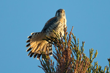 Male kestrel in the wild, perched on the tip of a branch and showing off his tail , in the warm sunset light