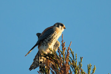 Male kestrel in the wild, perched on the tip of a branch and showing off his tail , in the warm sunset light