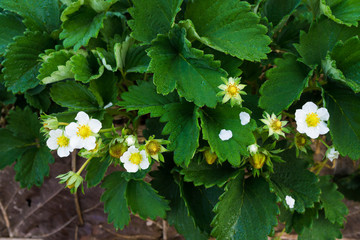 Strawberry fresh flower with water drop