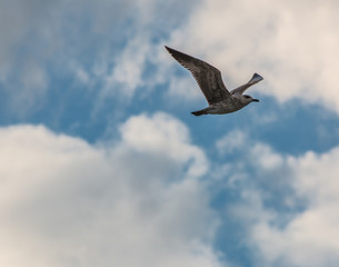 Seagull on flight