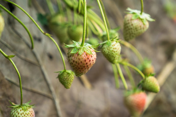 Row of strawberries fruit on field