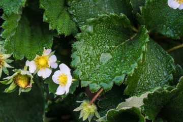 Strawberry fresh flower with water drop